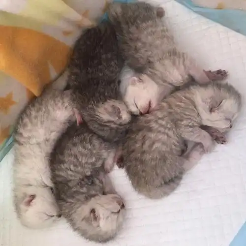 78家里银渐层 猫 生了5只小宝宝78 有想养的微信我