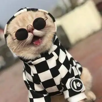 冷酷猫头像 霸气高冷孤独头像猫