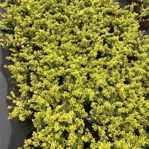 苗圃基地批发金宝石冬青 广场小区屋顶花园道路校园园林工程绿化苗