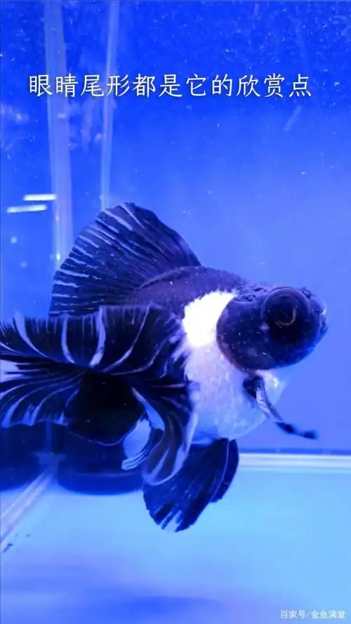 这么漂亮的蝶尾金鱼真的不多见!
