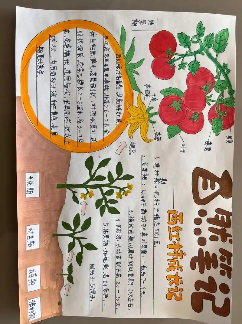 三年级下学期#自然笔记手抄报