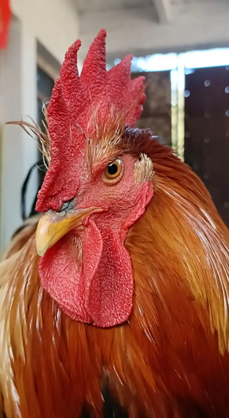 来了我家以后,大公鸡这眉毛很明显,蹭蹭蹭的往上长,有懂的吗?