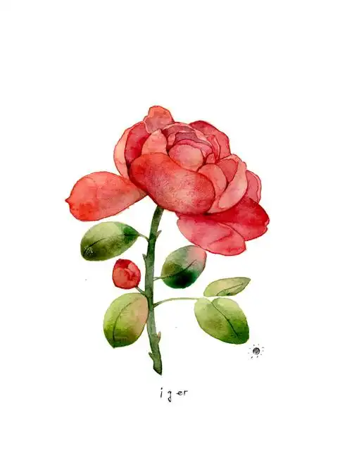 插画师一格原创一组花草植物水彩手绘