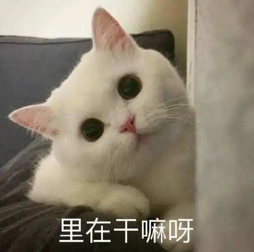 萌宠 喵星人 里在干嘛呀 问好 可爱