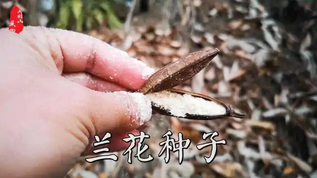 兰花种子是什么样的,能发芽吗,什么时候成熟,松林深处遇到很多