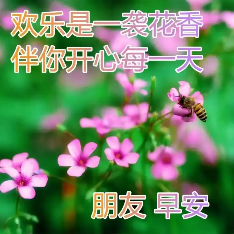 12月31日超好看的冬季早安图片带字精选,太阳升起早上好图片表情