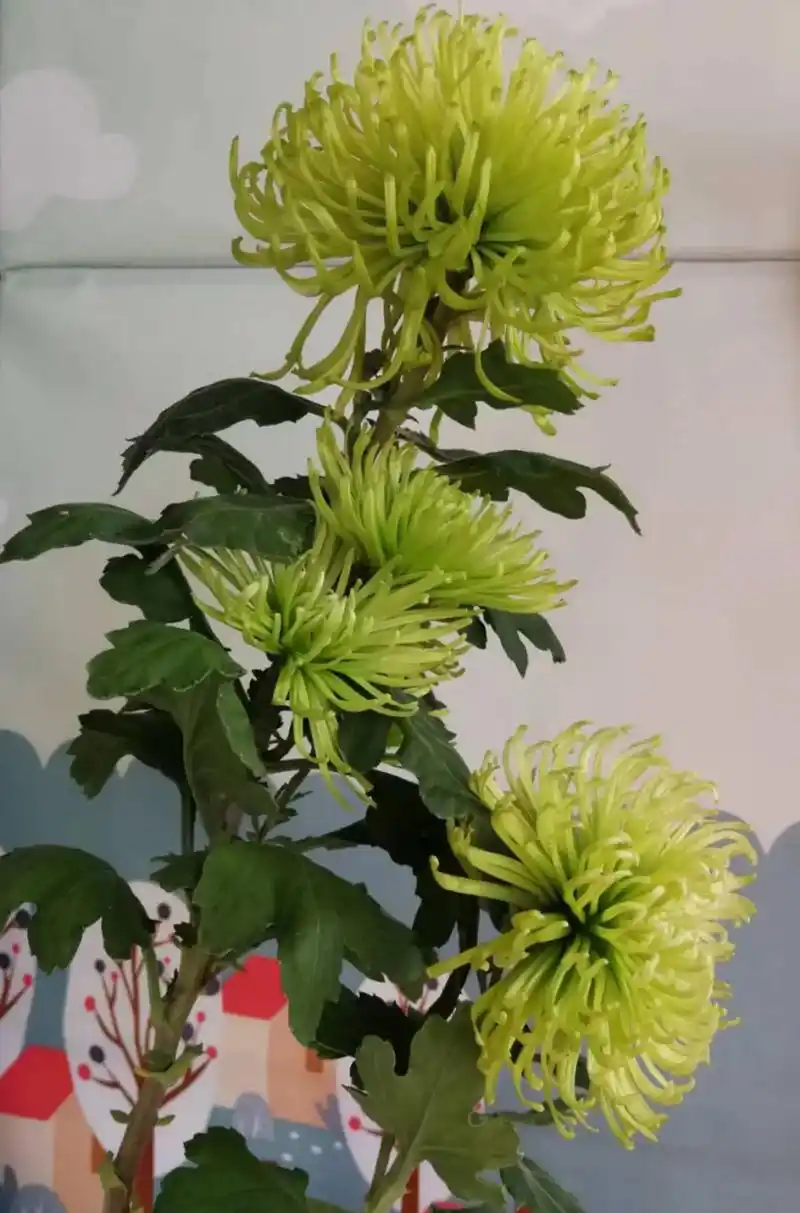 "碧海翠龙"开花了!它是优良的绿色菊花,对环境的 - 抖音