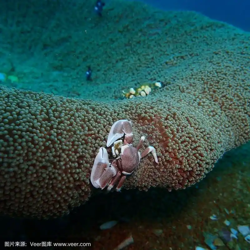 幽灵蟹在安达曼海底的沙子里