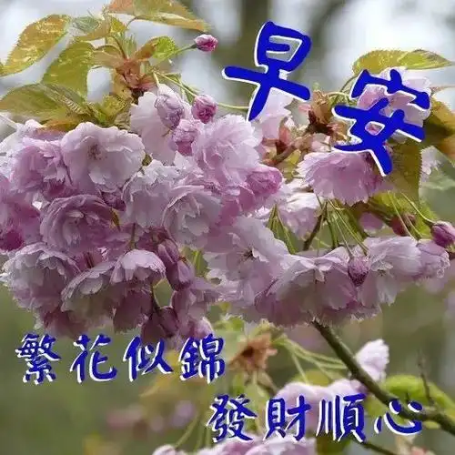 2021牛年最漂亮的清晨好动态图片带字早上好祝福语