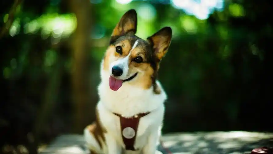 卖萌的威尔士柯基犬壁纸