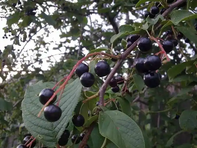 黑龙江那些野生浆果