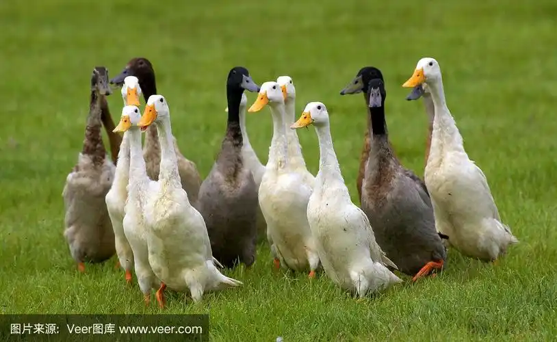 绿草地上的一群鸭子