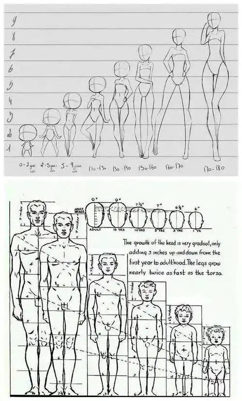 超详细的素描人体比例大全,赶快收藏!