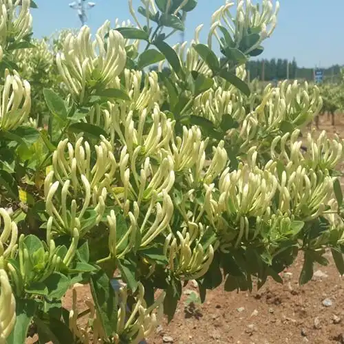 固始金银花苗的求购