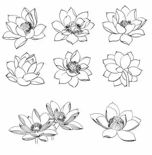 书画联盟丨简单易学的白描荷花教程|莲蓬|工笔_网易订阅