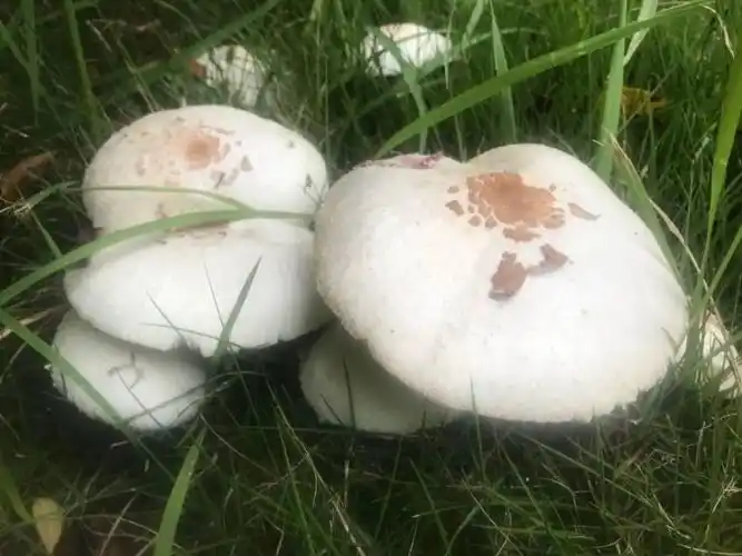 合肥一小区疯长这种白蘑菇!专家紧急提醒:外号"icu菇",有毒!