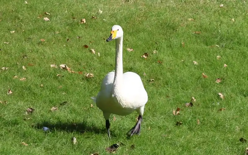 假期过去五天了,给大家表演下开心地笑出鹅叫是怎么叫的吧