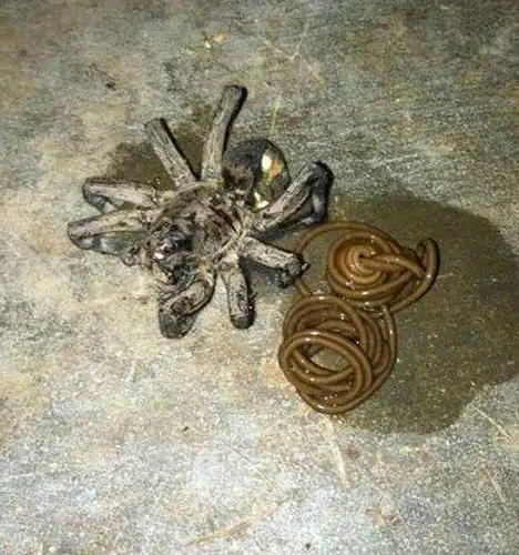 17张照片证明蜘蛛才是地球上最恐怖的生物