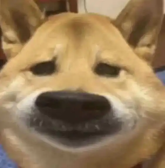 柴犬 #柴犬表情包 #狗狗表情包 #沙雕 - 抖音