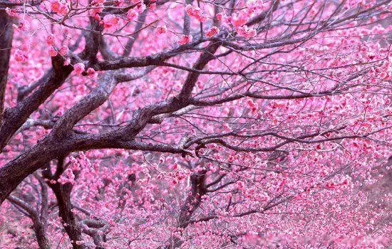 桃花几月开花?花期多长?