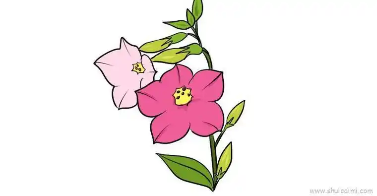 烟草花儿童画怎么画 烟草花简笔画图片