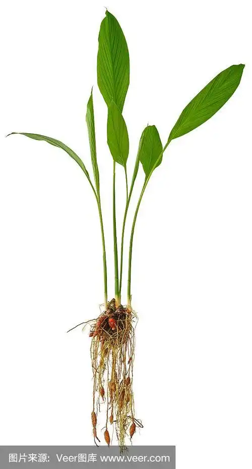 有根的姜黄属植物,根状茎孤立在白色上.