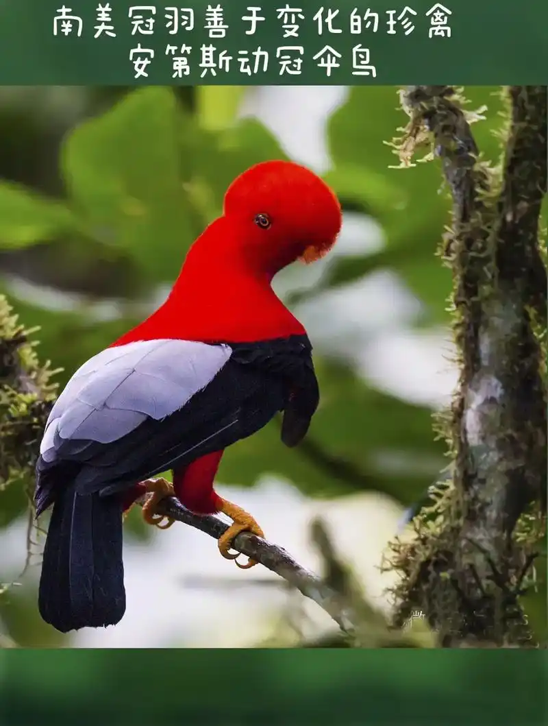 安第斯动冠伞鸟:分布于南美洲安第斯山脉云雾林内的鸟类.