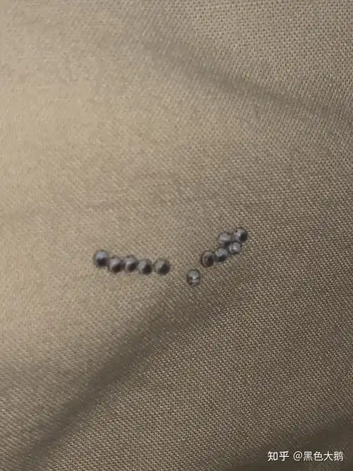 这是什么虫的卵