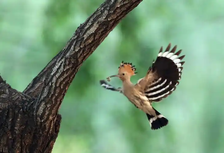 花蒲扇山和尚鸡冠鸟臭姑鸪