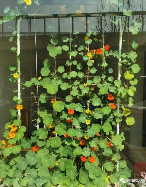 有品位的花友,都养旱金莲,1盆花顶4盆,夏天开成"花窗帘"