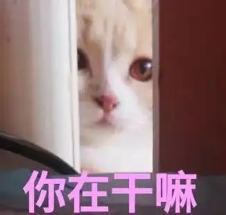 你在干嘛(猫咪偷看)_猫咪_偷看_干嘛表情