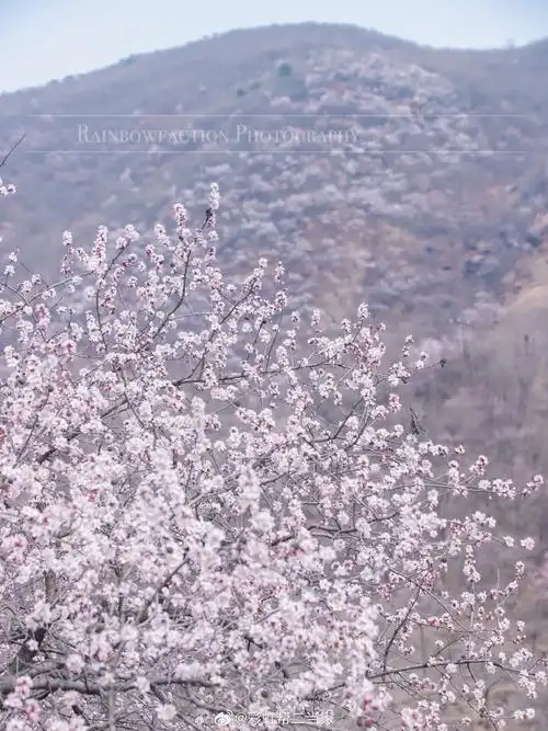 城市巡游记##春游季##北京旅行##清明节