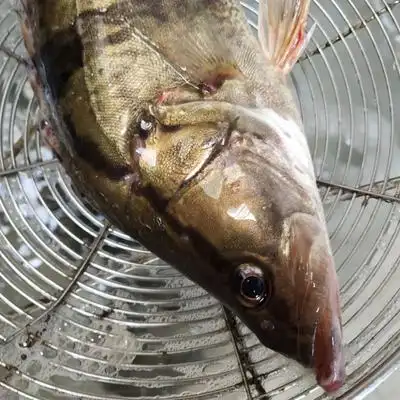 鳜鱼活现微山湖特产桂鱼季花鲜活水产活鱼现杀顺丰淡水鱼类