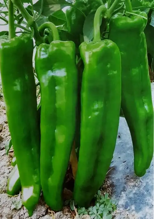 辣椒种子牛角椒种籽新品种萧新308辣椒种子基地大田用辣椒种籽