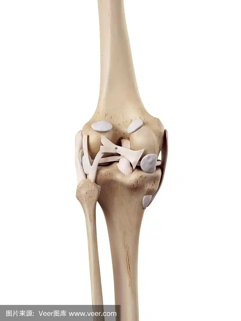 膝盖韧带
