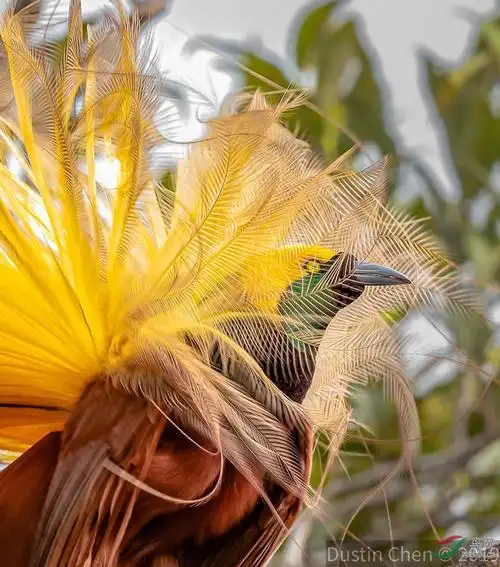 大极乐鸟跳求偶舞-祝贺佳作荣获每日一图