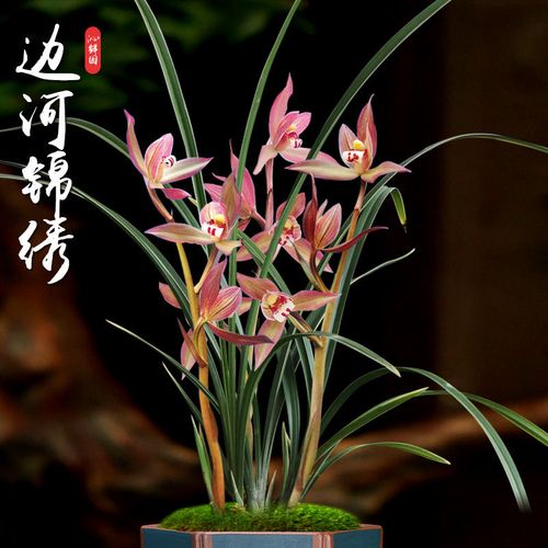 沁鲜园春剑边河锦绣名品老种兰花绿植花卉室内盆栽植物国兰名花