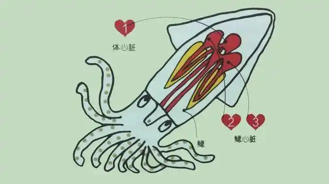它有八条腿,9个大脑,3个心脏,它又叫八爪鱼,章鱼是一种海洋软体动物,"