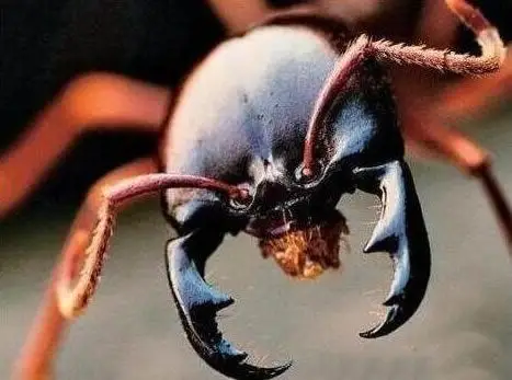 揭秘食人蚁可吞噬人类么,食人蚁有天敌没有(二战食人蚁事件).