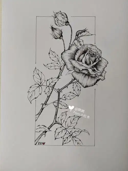 玫瑰花线描临摹