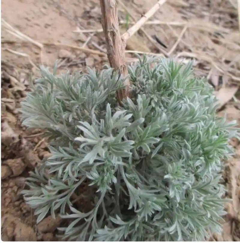 白蒿的功效 书名茵陈:清湿热,退黄疸.