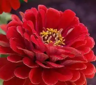 中老年头像大全花开富贵吉祥好运花朵头像祝你财源滚滚