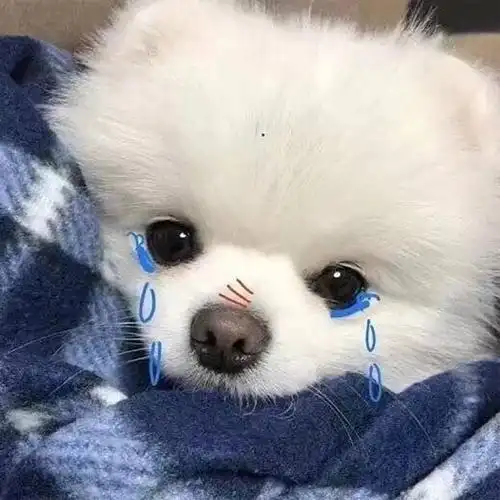 可爱的狗狗卖萌头像