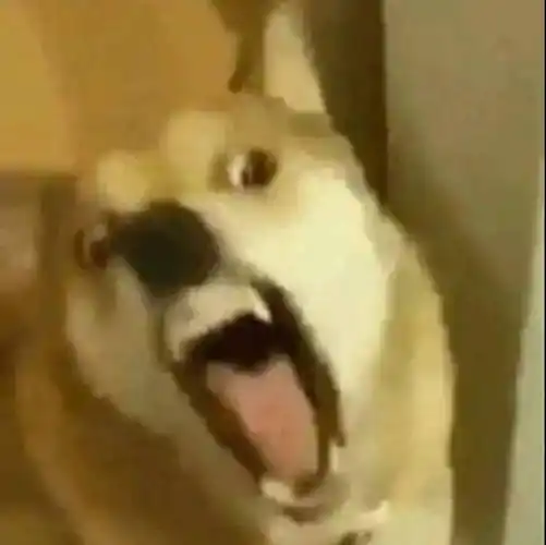 面目狰狞小动物表情包