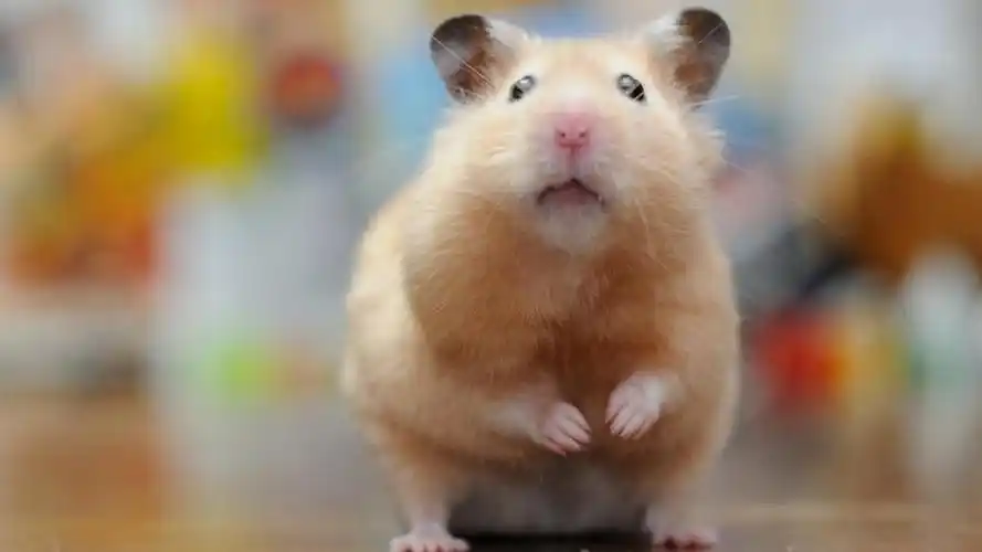 一只偷吃饼干的可爱呆萌调皮小仓鼠,高清图片,动物壁纸-回车桌面