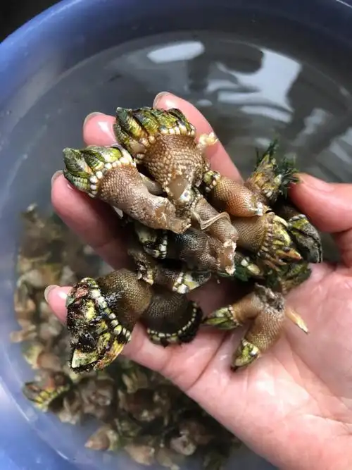 来自地狱的海鲜你吃过没-佛手螺