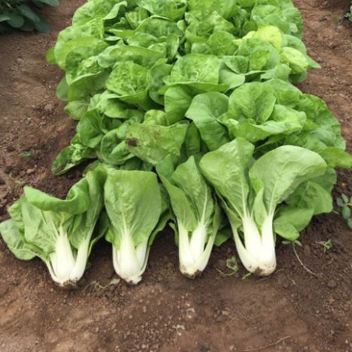 春季小白菜小白秋冬夏秋冬盆栽叶矮脚四季雨水耐热家庭园艺种子