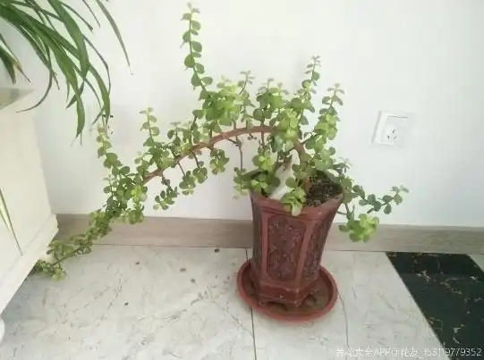 金枝玉叶勤修剪叶子繁茂挤满盆枝条垂下半米长