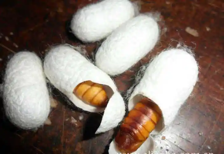 蚕茧价格(2023年鲜蚕茧价格) - 冠木问答