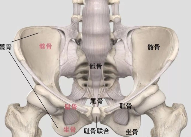 哪里有骨盆修复正规培训一名合格的产康师应该具备什么技术